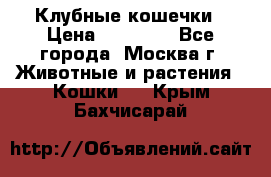 Клубные кошечки › Цена ­ 10 000 - Все города, Москва г. Животные и растения » Кошки   . Крым,Бахчисарай